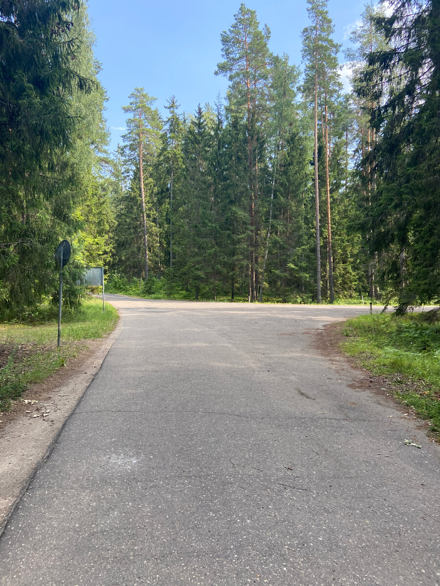 Дорога через лес по охраняемой территории | Личное фото