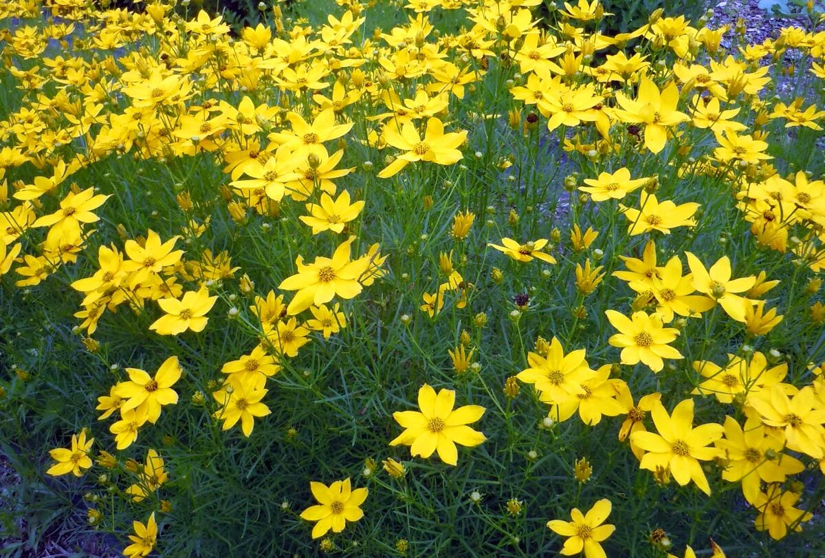 Кореопсис мутовчатый Лаймрок Руби (Coreopsis verticillata Limerock Ruby) С1,5