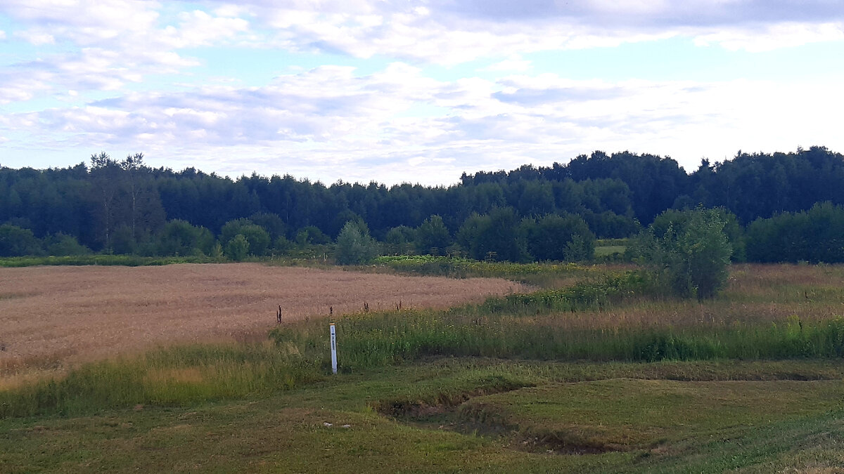 Полянка борщевика по центру, светло-зеленая, с белыми шапками-семенами