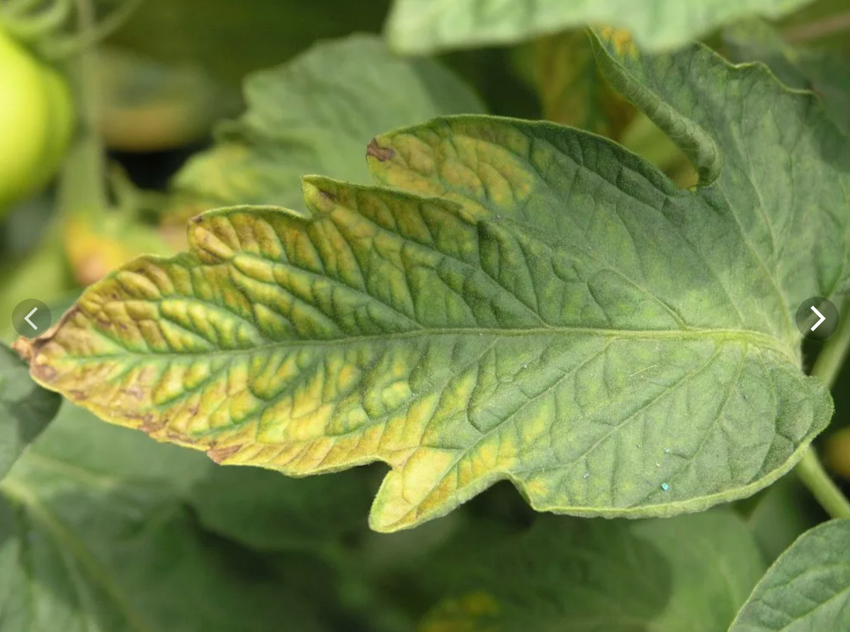 Первые признаки дефицита калия можно заметить на листьях (источник фото: kolivanovo.ru)