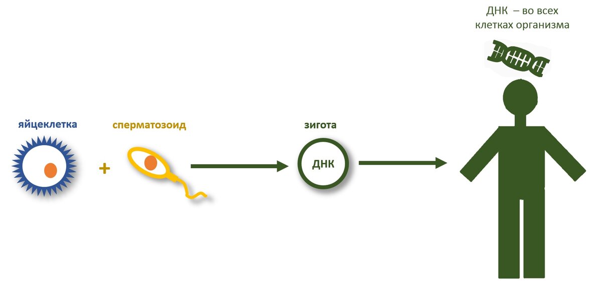 Две гаметы (яйцеклетка и сперматозоид) участвуют в формировании организма - норма