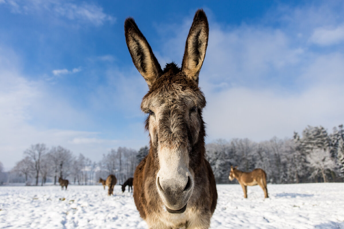 осёл никогда не споёт соловьиную песню.
