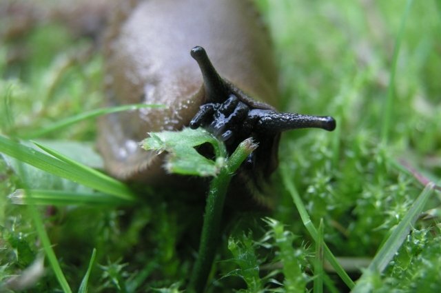    Как бороться со слизнями на капусте?