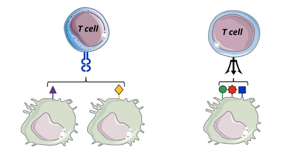   Garry Dolton et al / Cell, 2023