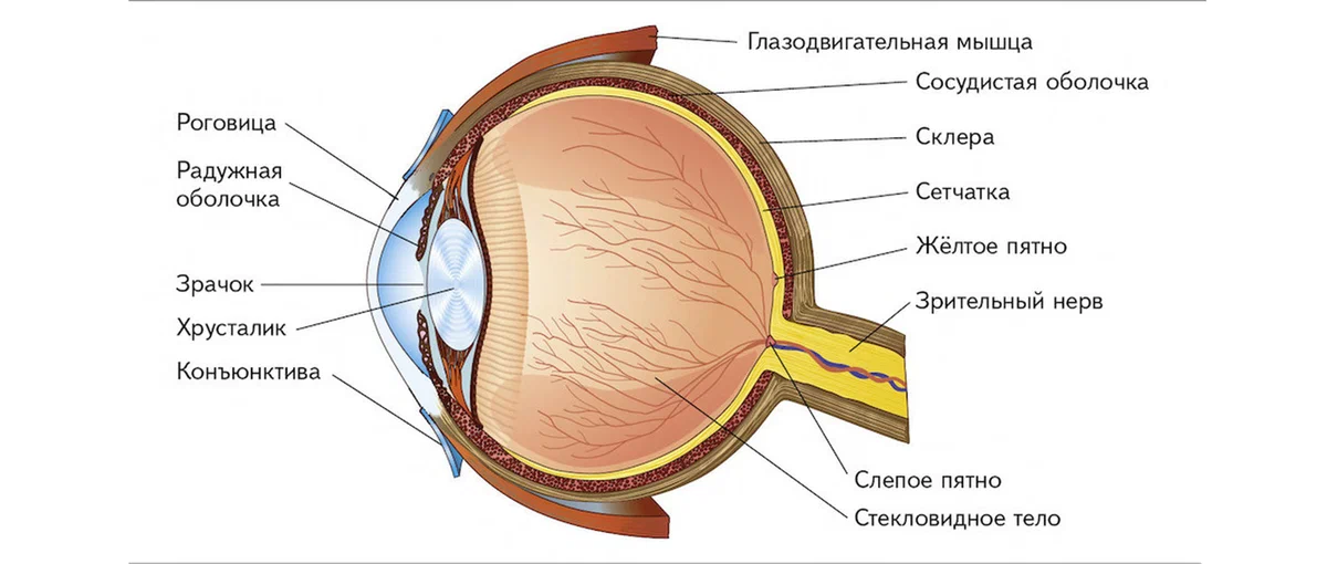 Анатомия глаза человека