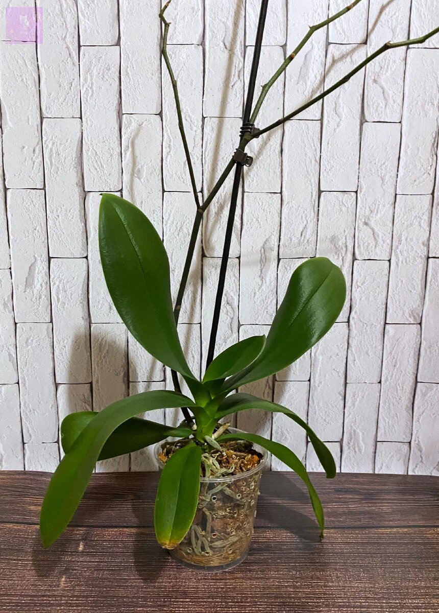 Фаленопсисы после пересадка. Фото автора