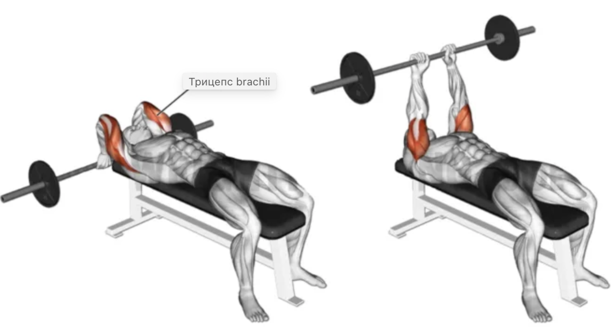 Французский жим лежа со штангой на трицепс. Французский жим лежа со штангой техника. Французский жим лежа 3х12. Французский жим лежа с ez-грифом.