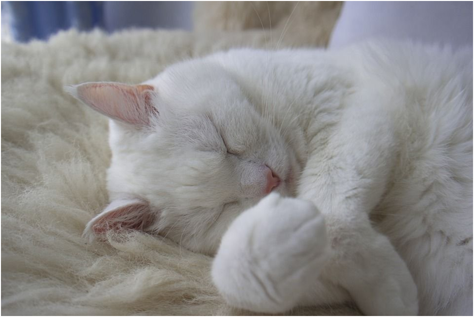 Цвет кошки во сне. Спящий белый кот. Белая кошка спит. Спящий белый котик. Белые спящие коты.