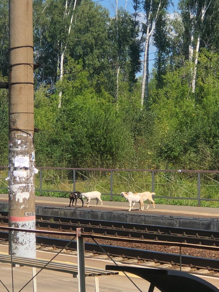 ФОТО: ПРЕДОСТАВЛЕНО ЧИТАТЕЛЕМ ЦАРЬГРАД НОВОСИБИРСК