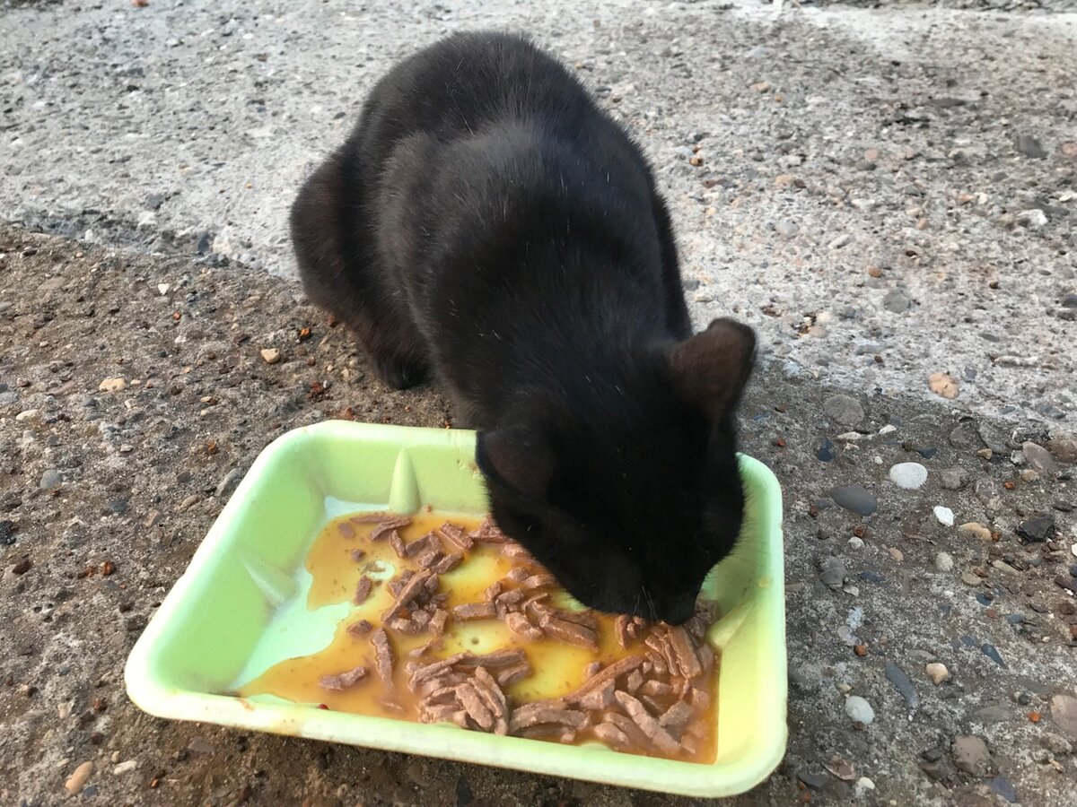 Котик был очень голоден