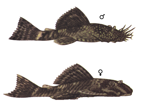 Сверху мальчик, снизу девочка.