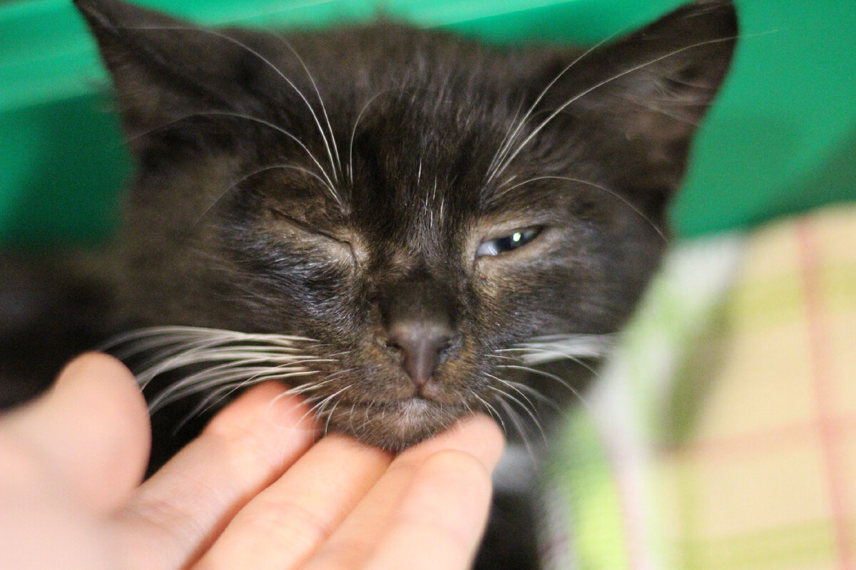 Такое вот нам досталось блохастое существо. Сейчас он в полном порядке!