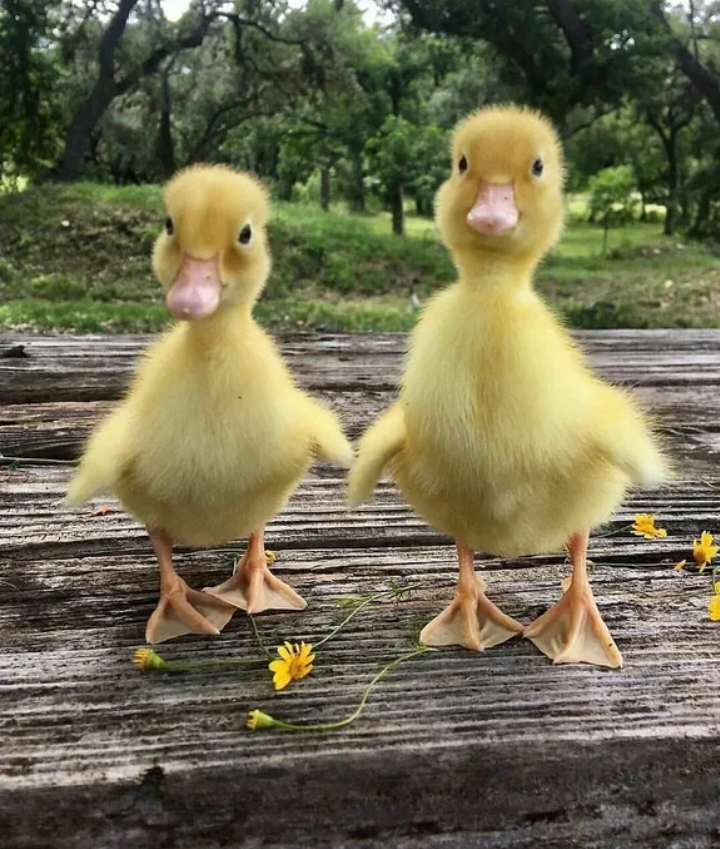 Хотим обнимашек!