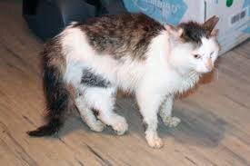 Под анализируемой травмой рассматривается процесс смещения костей, без всевозможных повреждений, относительно друг друга. Если своевременно не начать лечение, смещенные кости способны повредить не только мягкую ткань, но и близрасположенные сухожилия, и даже кровеносные сосуды.