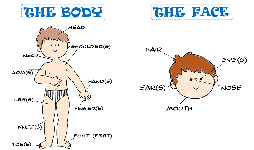 Части тела на английском для детей: 5 способов выучить быстро