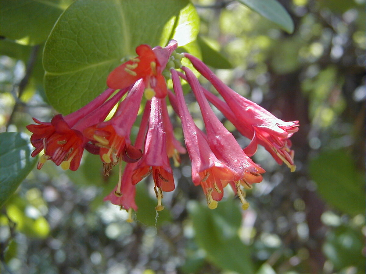 Жимолость Брауна fuchsioides