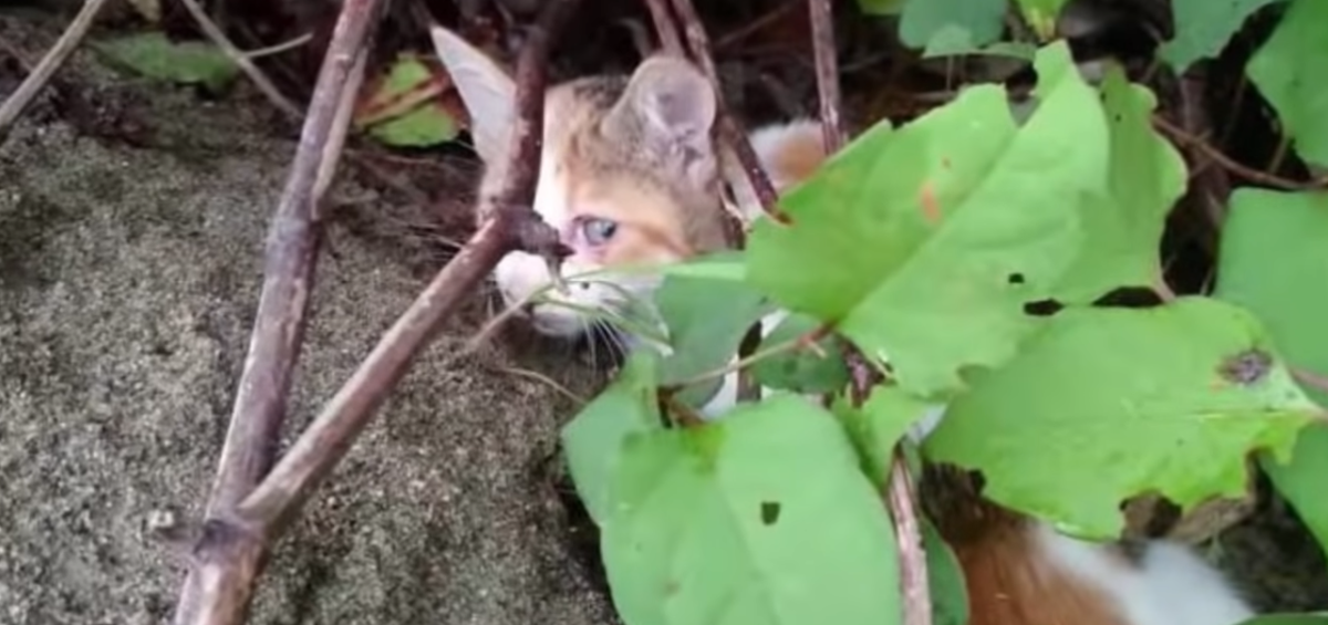 Из поиска Яндекс