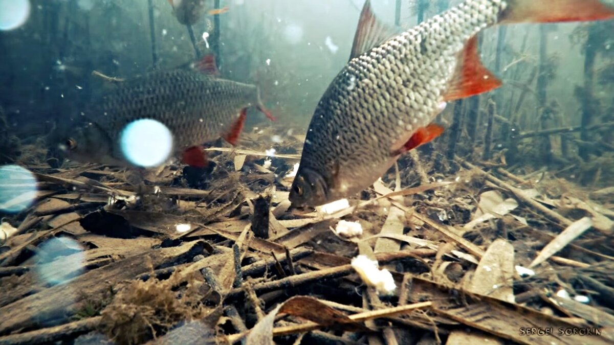 Красноперка - youtu.be/o-OIAlaxlfs