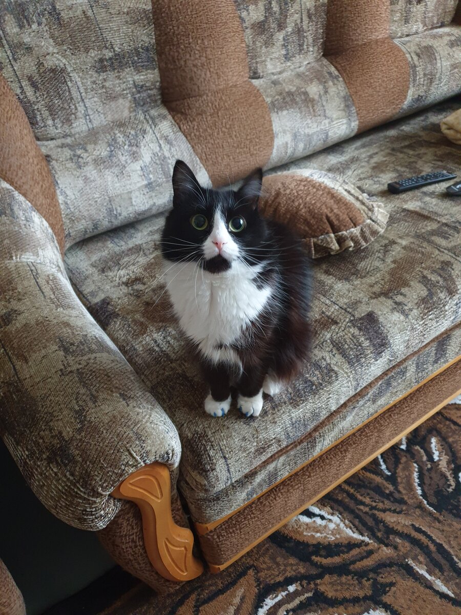 Кошка уже проснулась!