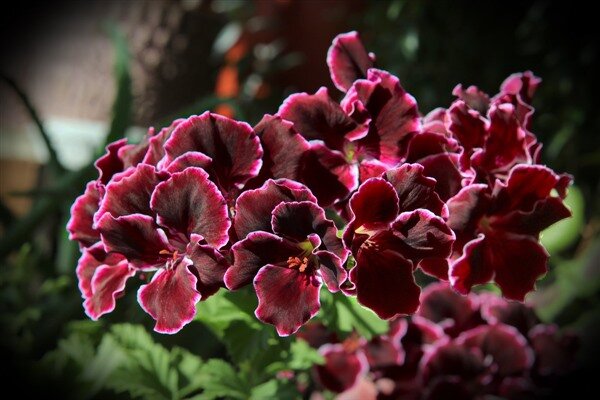 http://nashahata.com.ua/wp-content/uploads/pic566_11684.jpg