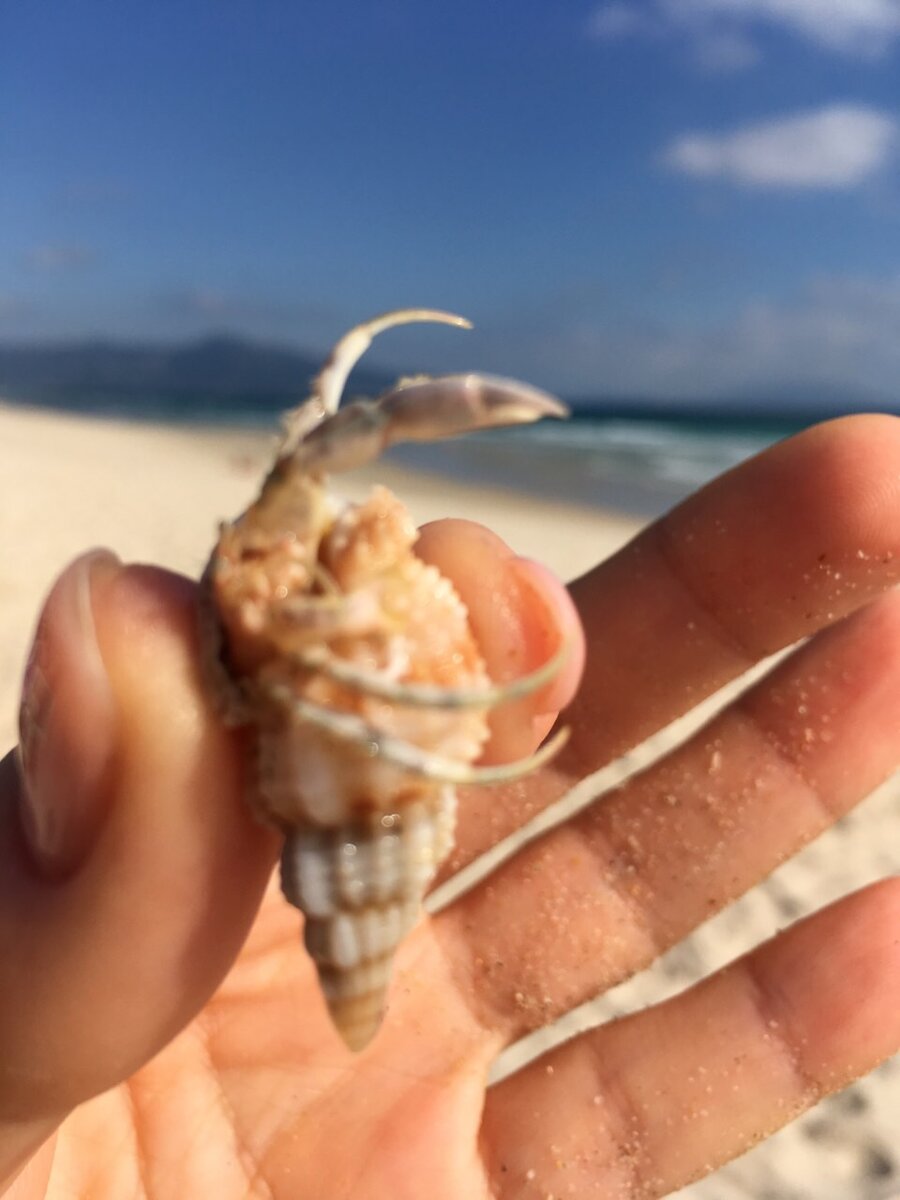Поэтому и во Вьетнам мы попали случайно, соблазнившись на вылеты из нашего города и рекламу новенького с иголочки отеля SWANDOR недалеко от города Нячанг и аэропорта Камрань. Не буду вставлять « дежурные» фотки отеля и еды. Их полно в итернете. Лучше немного красоты:
