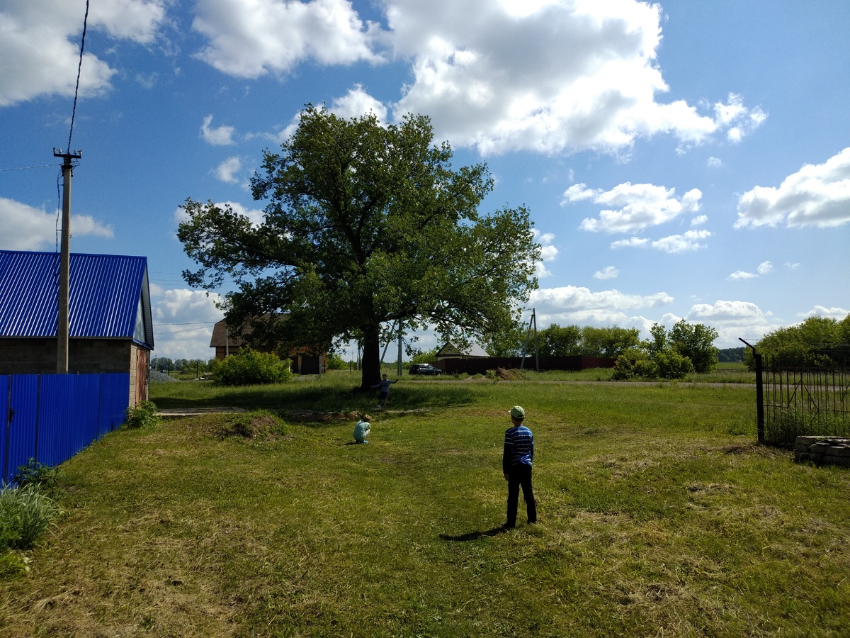 Дуб в Дубках