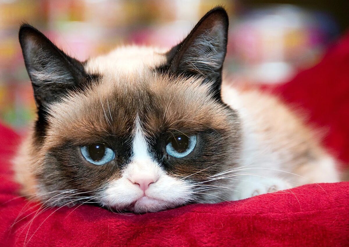 Grumpy cat
