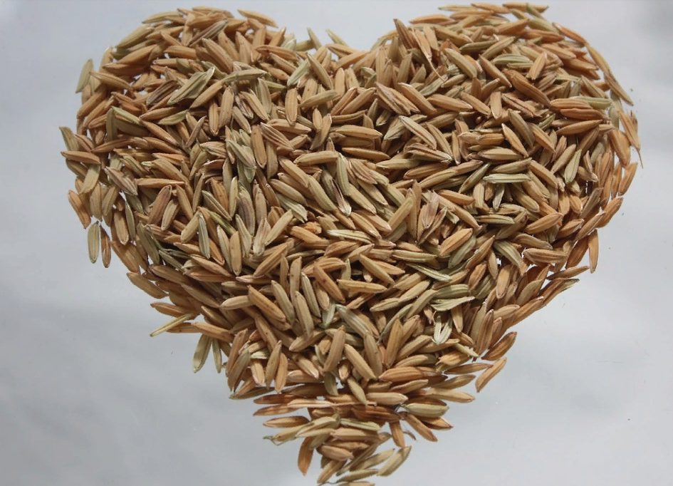 Бурый рис каша. Рис бурый нешлифованный. Коричневый рис. Не шлифованый рис бурый. Рис буре.