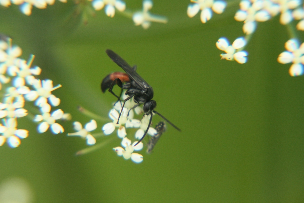 Дорожная оса. Почему то не на дороге. 