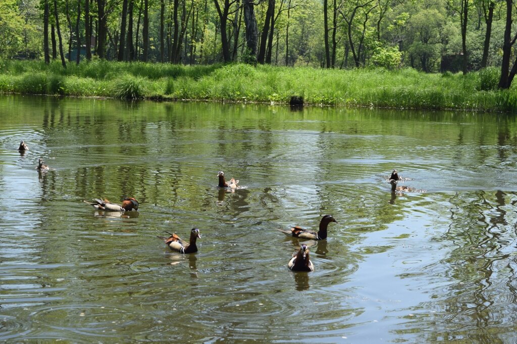 Уточки начинают гонять друг друга, если им понравился один и тот же кусочек!