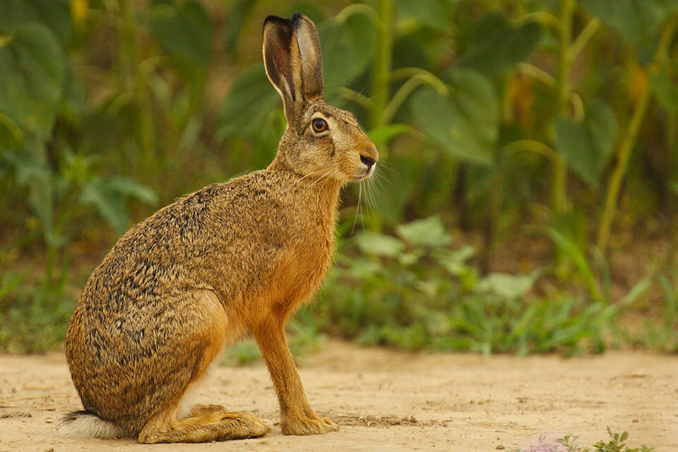   Заяц – это небольшой млекопитающее животное, с недавнего времени относящийся к отряду зайцеобразные и семейству зайцевые. До этого они считались разновидностью грызунов.-2
