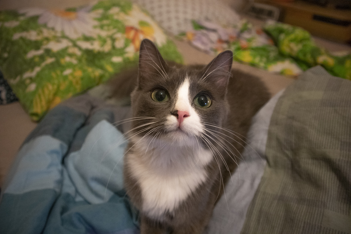  Лайков мне. Коробочку!