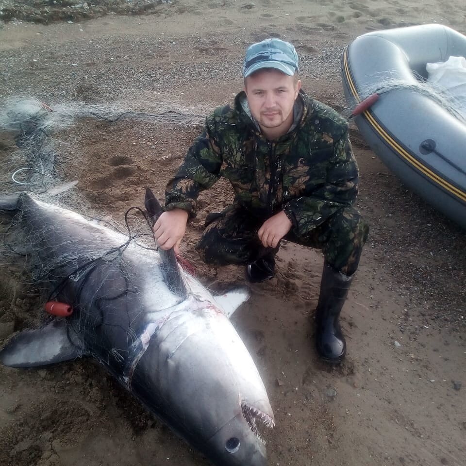 Акула сельдевая выловили в приморском крае с. Лидовка 