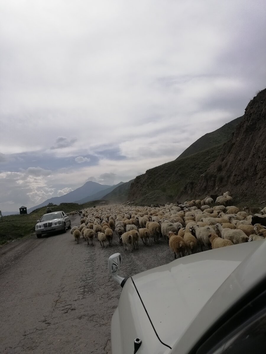 Как показывает практика, если Вы не житель крупного мегаполиса или хотябы какого-то города, а всего навсего житель горного селения, у Вас все равно есть большая вероятность стать участником затора на дороге, особенно в весеннее-летний и осенний периоды! В это время все жители имеющие скот, выгоняют их на выпас. Кто-то на долгосрочный, уходят в горы и возвращаются только к концу сезона, а кто-то ежедневно гоняет скот из дома в поля ранним утром, а к вечеру назад. Чабан ( пастух) собирает в одну отару (стадо) скот у разных хозяев.Чтобы их не спутать потом между собой, каждый хозяин ставит какой-то краской цветные отметки на спине такая себе забавная "скителстрянка"разноцветные овечки и барашки выглядят очень даже мило. И вот если Вам вдруг довелось выехать куда либо с утра пораньше или возвращаетесь вечером, то обязательно станите очевидцем радужного затора, который порой совершенно не хочет двигаться ни в каком направлении.. Многие из водителей нервно сигналят, тем самым устраивая хаос и беспредел в поведении животных, такой отарой тяжелей управлять Чабану и естественно машины стоят намного дольше.. В ожедании пока он их соберёт в одну кучу и заставит двигаться всем в одну сторону.Друзья! Давайте любить природу, животных и уважать труд других людей! Фото сделано мной 19.05.2018г.Магарамкентский район, Республика Дагестан. 