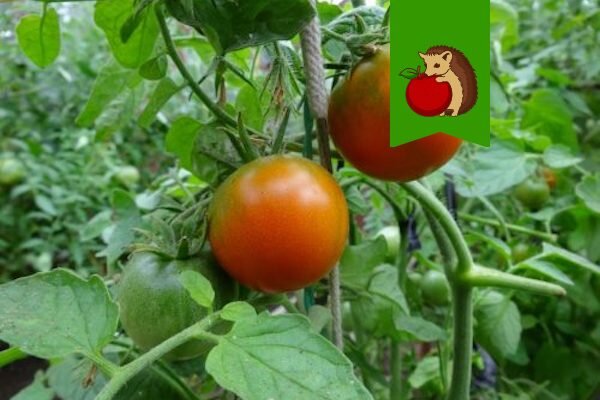 Фото: https://otomate.ru/wp-content/uploads/2018/08/zelenaya-plodonojka-500x375.jpg