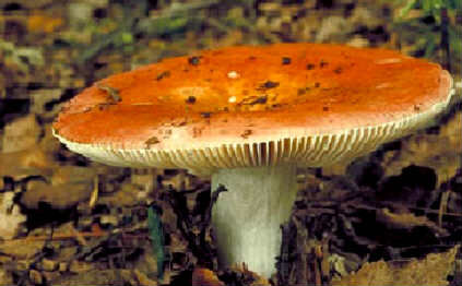 Сыроежка пищевая