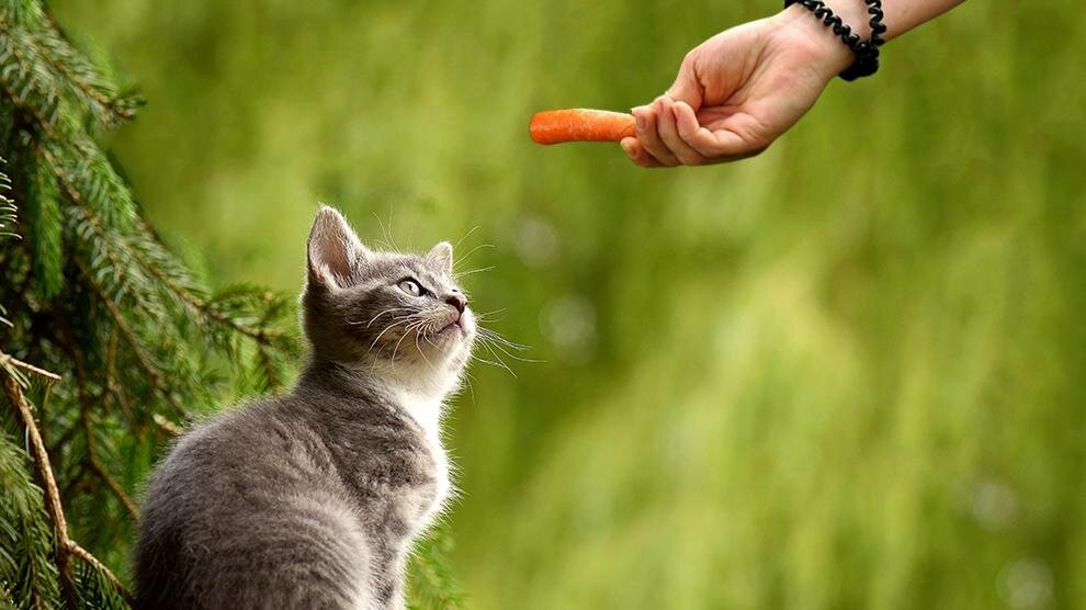 можно ли кошкам вареную морковь