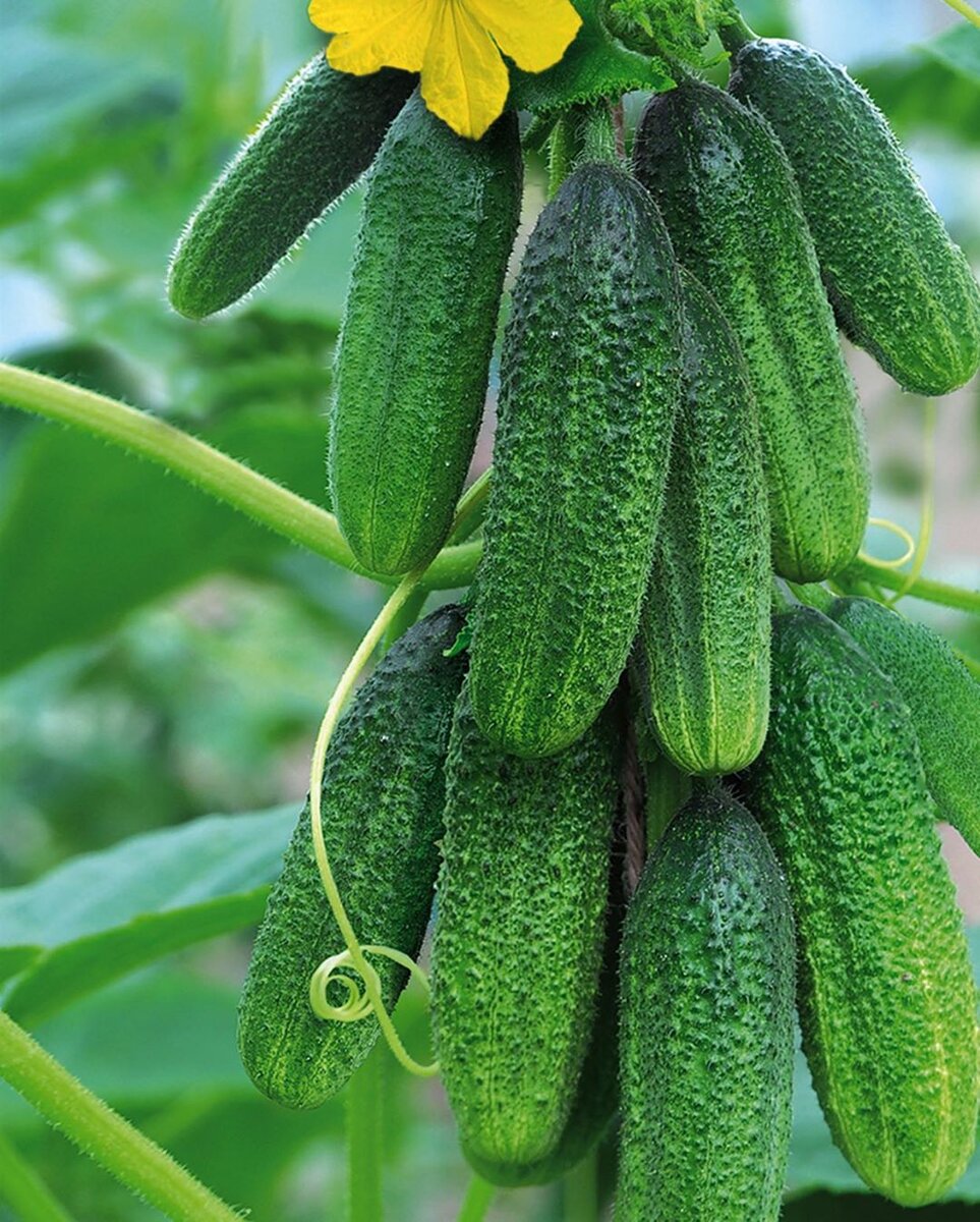 Огурцы "Великолепная пятерка"