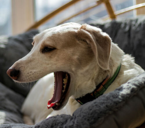 Кашель у собаки - возможные причины и методы лечения | Лапа помощи | Дзен