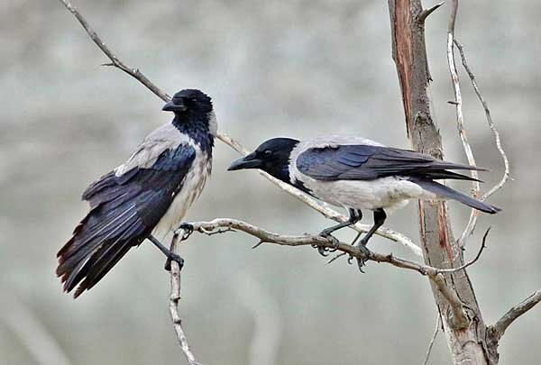 Источник фото: biodiversitycyprus.blogspot.com 