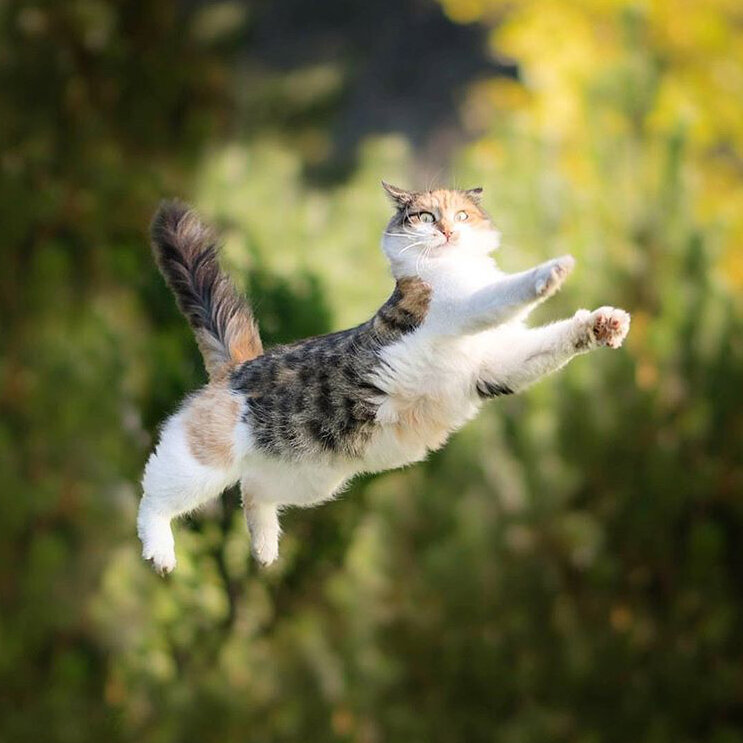 кошка в прыжке