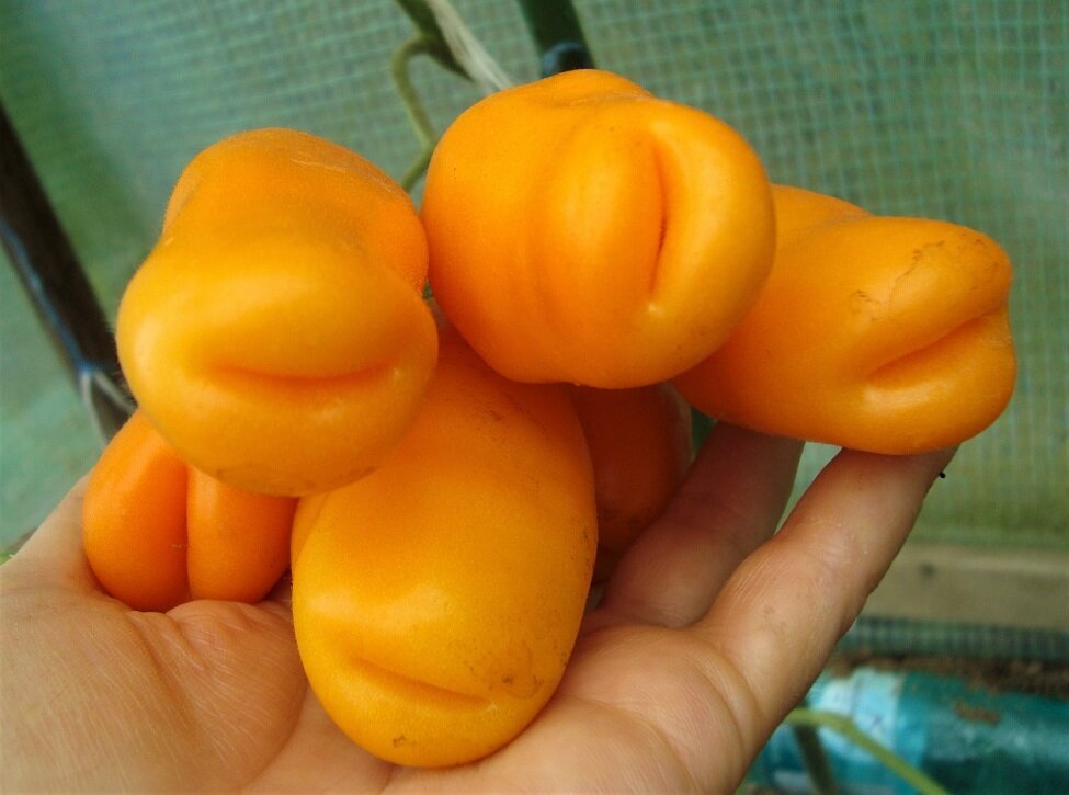 Томат Эрос.