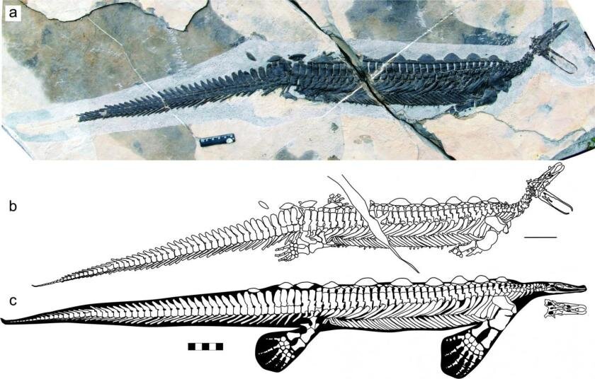 Полное ископаемое и линейный рисунок Eretmorhipis carrolldongi .