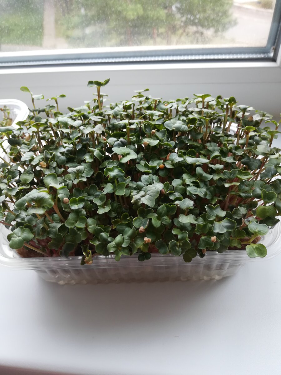 На фото микрозелень редиса обыкновенного