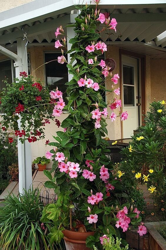 https://www.pinterest.com/pin/650136896187600525/?nic=1