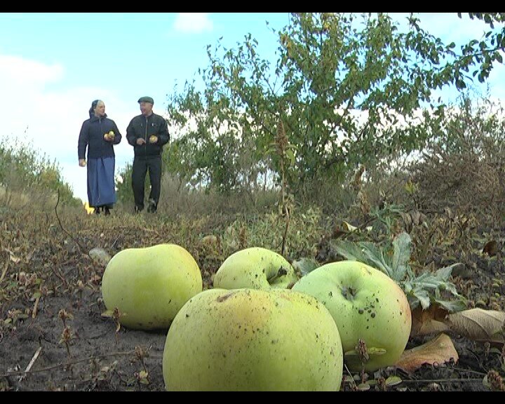 В Жигулёвских садах