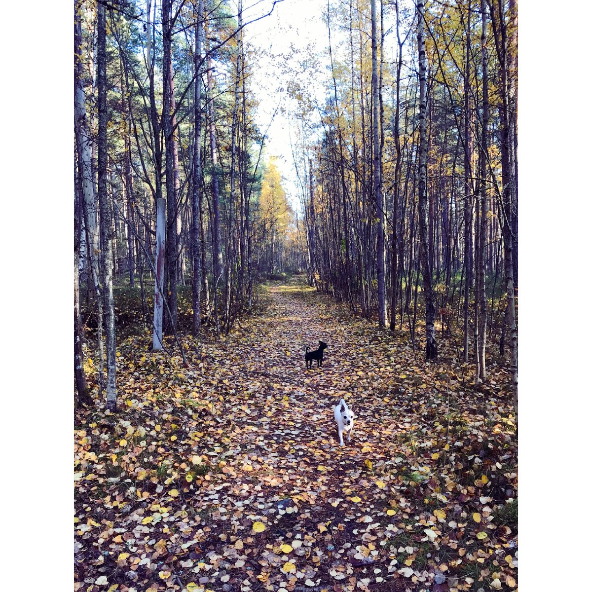 Осень, такая осень