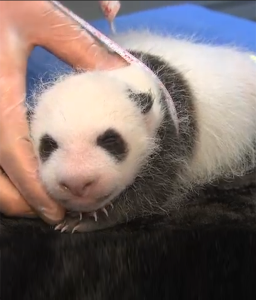 Юнзу измеряют