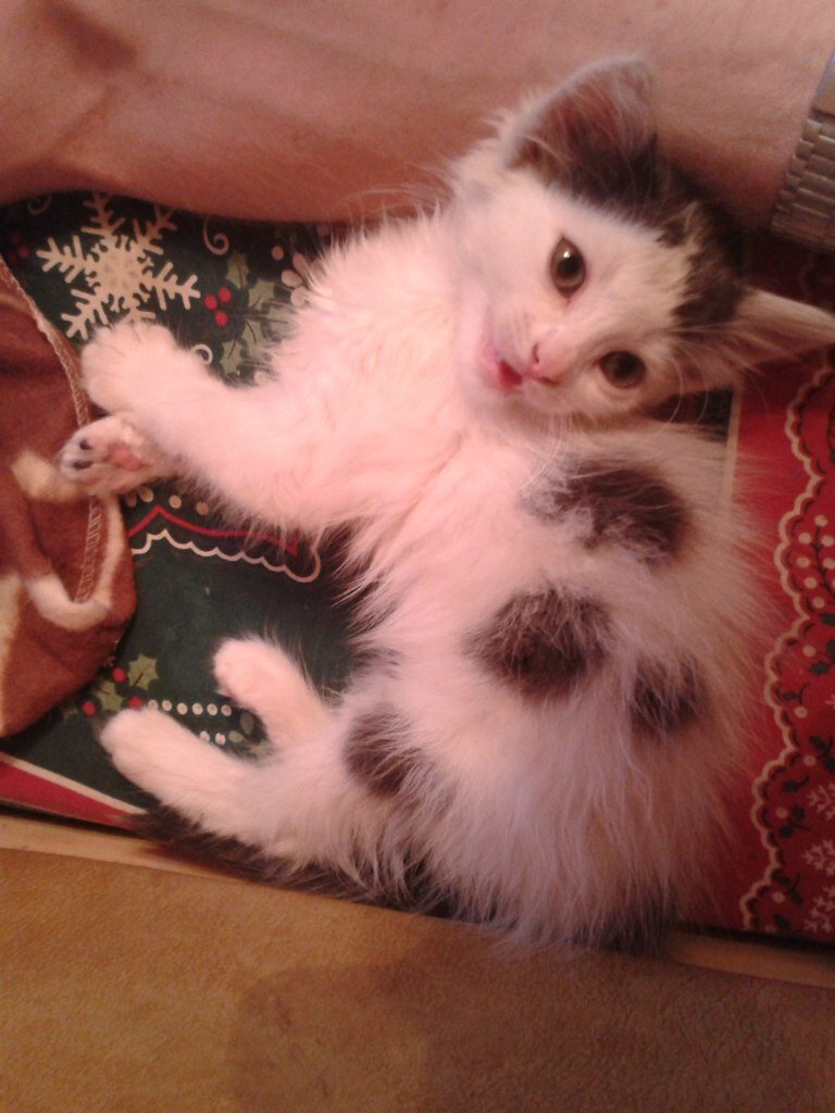 я теперь полноправный  член семьи