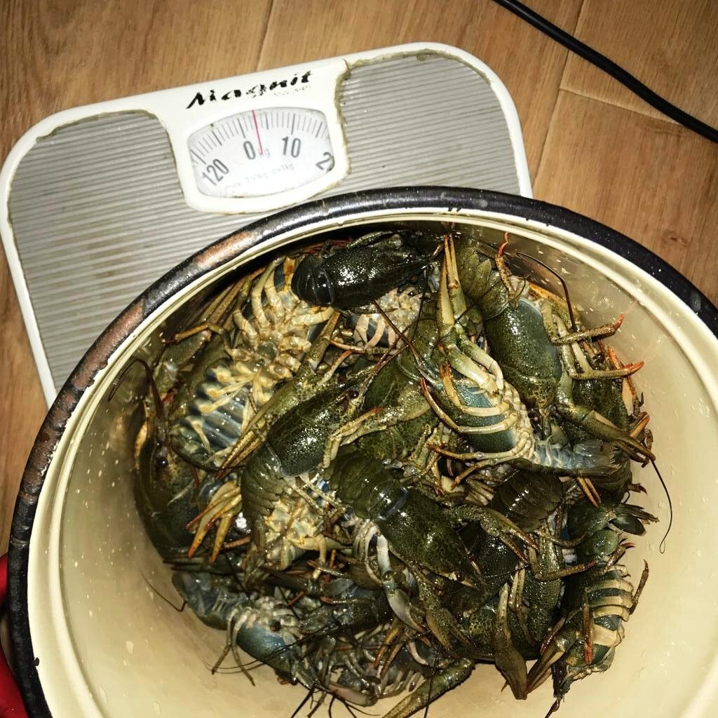 Поймал 3 килограмма за 2 часа